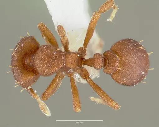Octostruma balzani specimen CASENT0006158 image casent0006158_1