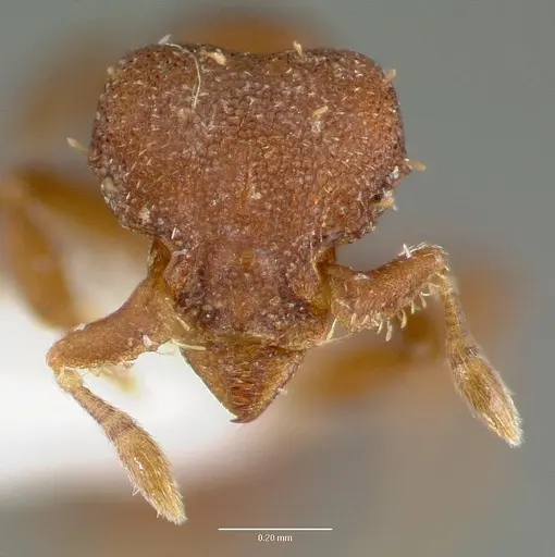 Octostruma balzani specimen CASENT0006158 image casent0006158_2