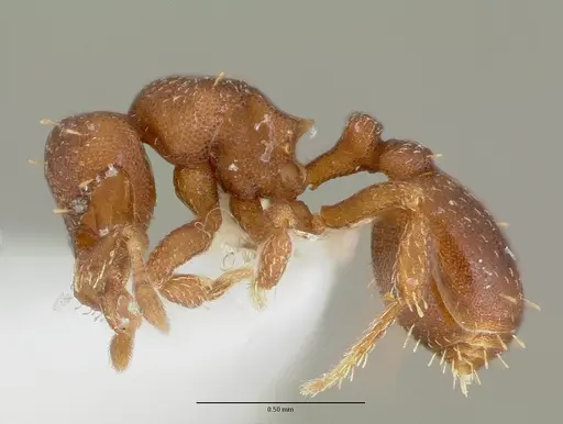Octostruma balzani specimen CASENT0006158 image casent0006158_3