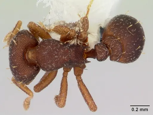 Octostruma balzani specimen CASENT0103342 image casent0103342_1