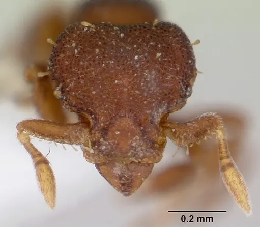 Octostruma balzani specimen CASENT0103342 image casent0103342_2