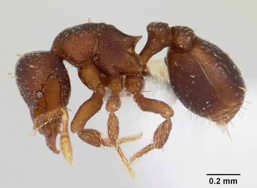 Octostruma balzani specimen CASENT0103342 image casent0103342_3