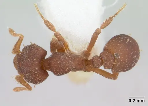 Octostruma balzani specimen CASENT0178000 image casent0178000_1