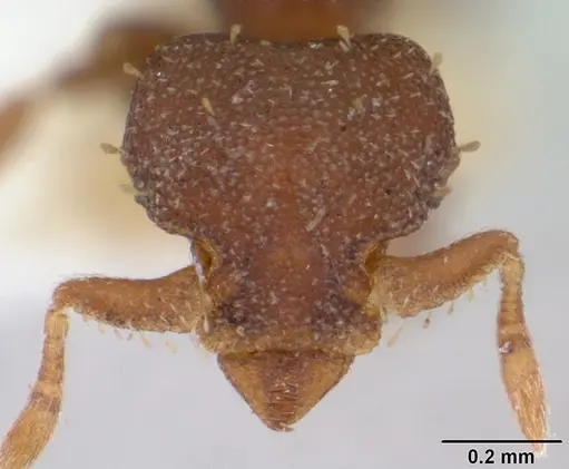 Octostruma balzani specimen CASENT0178000 image casent0178000_2