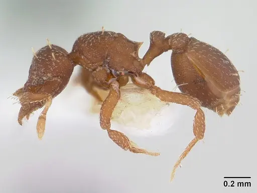 Octostruma balzani specimen CASENT0178000 image casent0178000_3