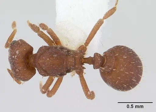 Octostruma balzani specimen CASENT0178001 image casent0178001_1