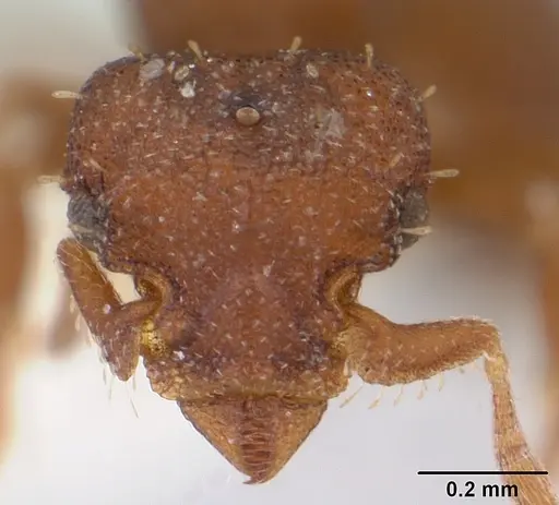 Octostruma balzani specimen CASENT0178001 image casent0178001_2