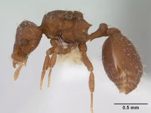 Octostruma balzani specimen CASENT0178001 image casent0178001_3