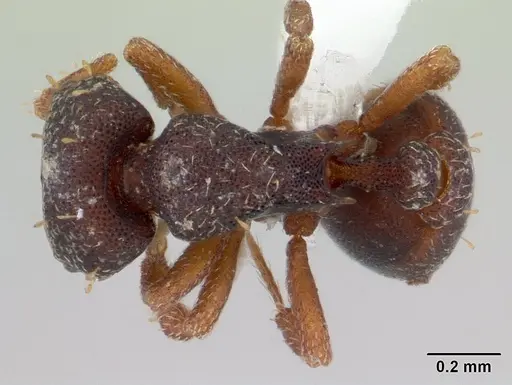 Octostruma balzani specimen CASENT0178665 image casent0178665_1