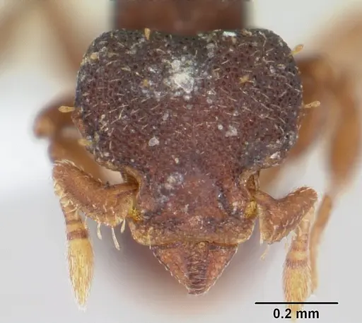Octostruma balzani specimen CASENT0178665 image casent0178665_2