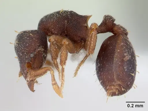 Octostruma balzani specimen CASENT0178665 image casent0178665_3