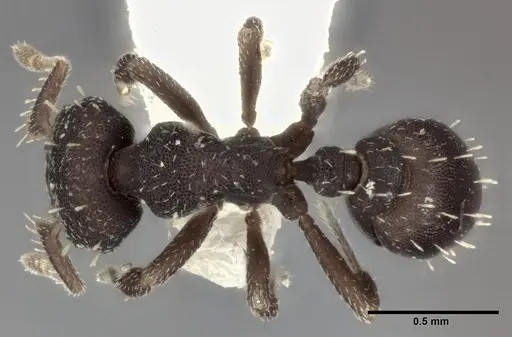 Octostruma balzani specimen CASENT0246082 image casent0246082_1
