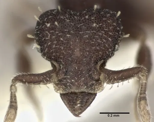 Octostruma balzani specimen CASENT0246082 image casent0246082_2