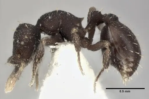 Octostruma balzani specimen CASENT0246082 image casent0246082_3