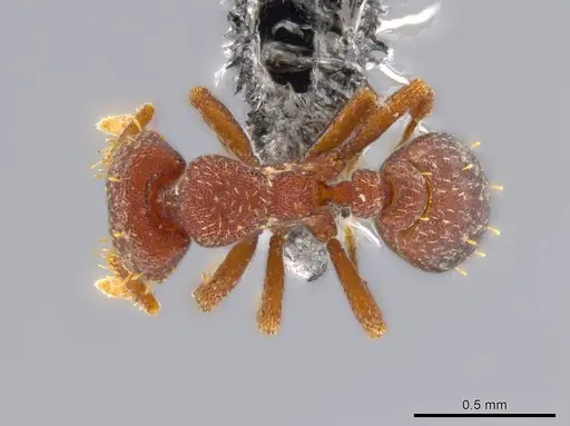Octostruma balzani specimen CASENT0611293 image casent0611293_1