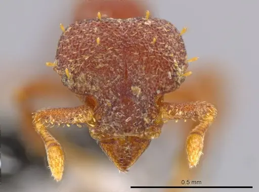 Octostruma balzani specimen CASENT0611293 image casent0611293_2