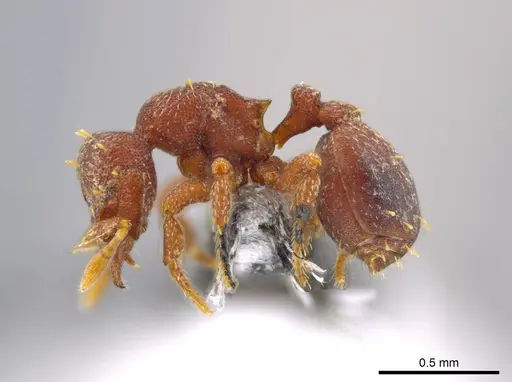 Octostruma balzani specimen CASENT0611293 image casent0611293_3