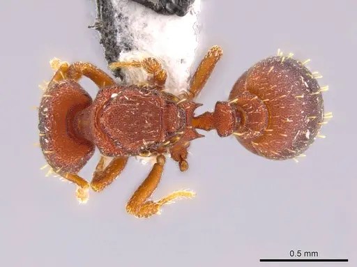 Octostruma balzani specimen CASENT0639165 image casent0639165_1