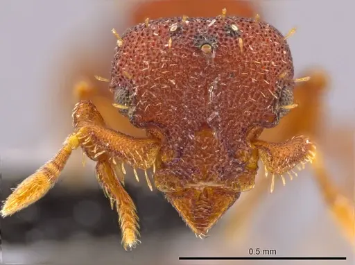 Octostruma balzani specimen CASENT0639165 image casent0639165_2