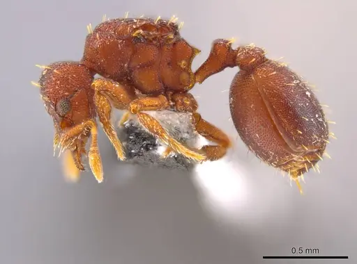 Octostruma balzani specimen CASENT0639165 image casent0639165_3