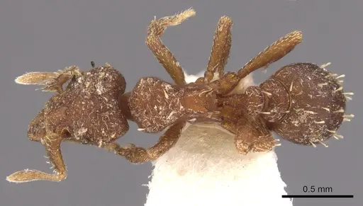 Octostruma balzani specimen CASENT0900926 image casent0900926_1