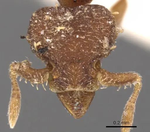 Octostruma balzani specimen CASENT0900926 image casent0900926_2
