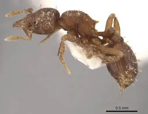 Octostruma balzani specimen CASENT0900926 image casent0900926_3