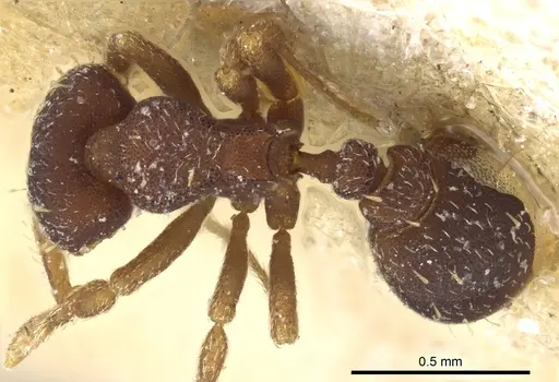 Octostruma balzani specimen CASENT0904969 image casent0904969_1