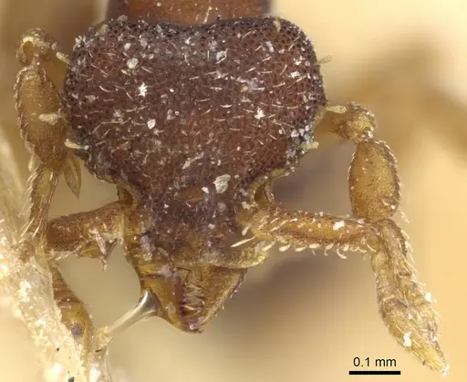 Octostruma balzani specimen CASENT0904969 image casent0904969_2