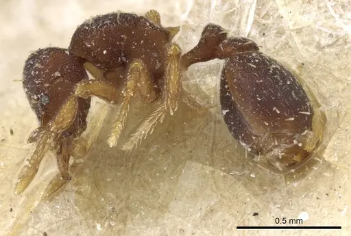 Octostruma balzani specimen CASENT0904969 image casent0904969_3