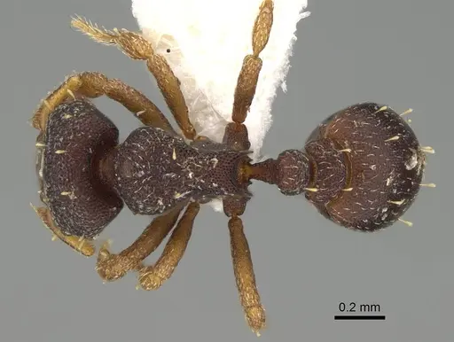 Octostruma balzani specimen CASENT0914911 image casent0914911_1