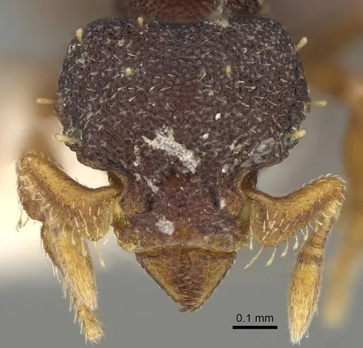 Octostruma balzani specimen CASENT0914911 image casent0914911_2