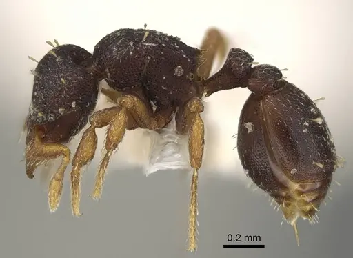 Octostruma balzani specimen CASENT0914911 image casent0914911_3