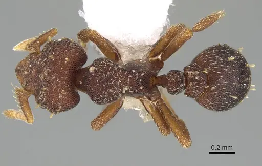 Octostruma balzani specimen CASENT0914912 image casent0914912_1