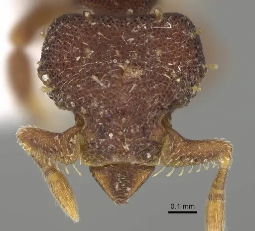 Octostruma balzani specimen CASENT0914912 image casent0914912_2