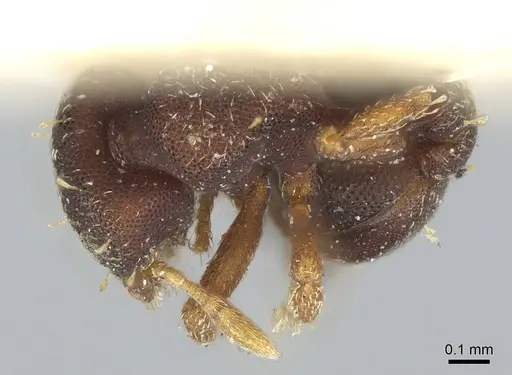 Octostruma balzani specimen CASENT0915939 image casent0915939_1