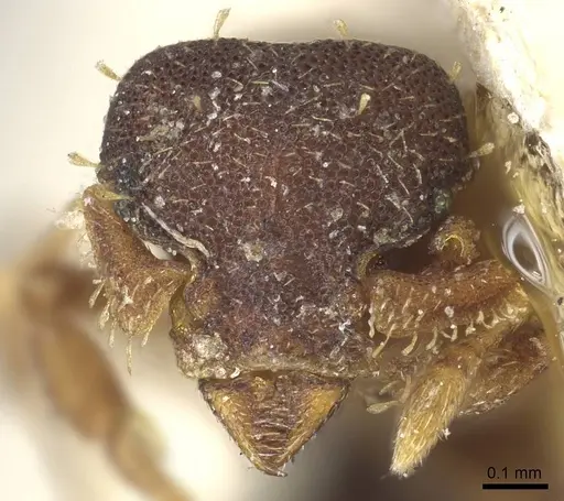 Octostruma balzani specimen CASENT0915939 image casent0915939_2