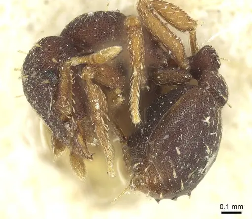 Octostruma balzani specimen CASENT0915939 image casent0915939_3