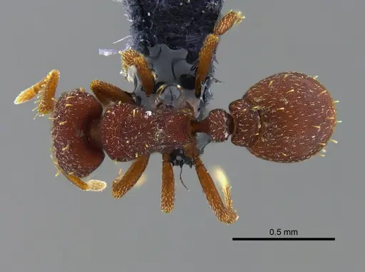 Octostruma balzani specimen CBUMAGENT41974 image cbumagent41974_1