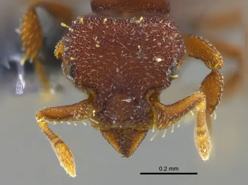 Octostruma balzani specimen CBUMAGENT41974 image cbumagent41974_2