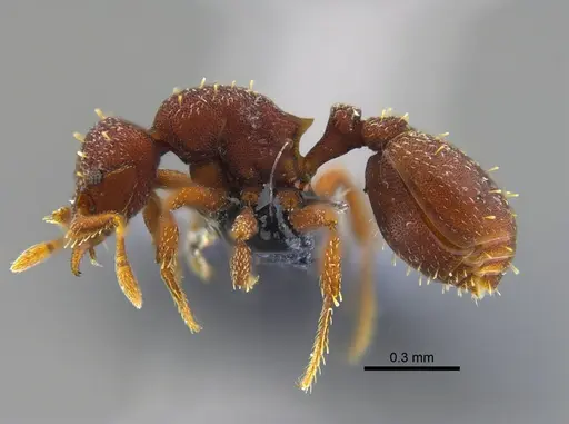 Octostruma balzani specimen CBUMAGENT41974 image cbumagent41974_3