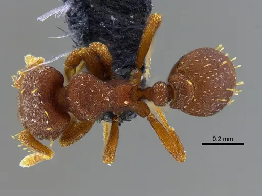 Octostruma balzani specimen CBUMAGENT41991 image cbumagent41991_1