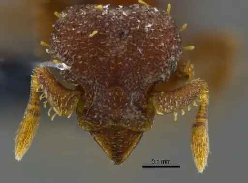 Octostruma balzani specimen CBUMAGENT41991 image cbumagent41991_2