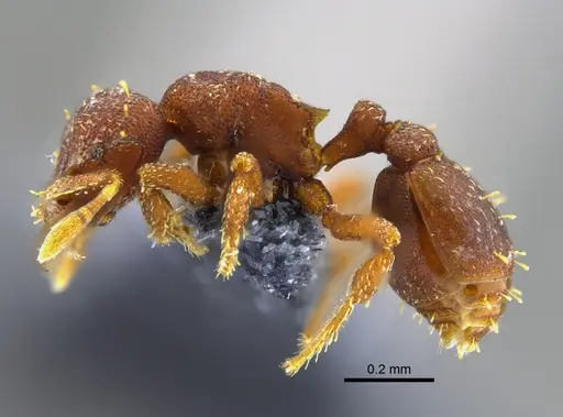 Octostruma balzani specimen CBUMAGENT41991 image cbumagent41991_3