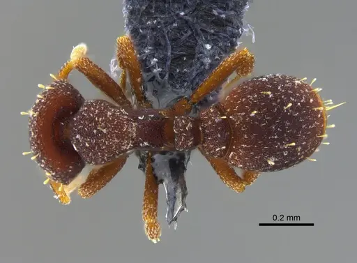 Octostruma balzani specimen CBUMAGENT41992 image cbumagent41992_1