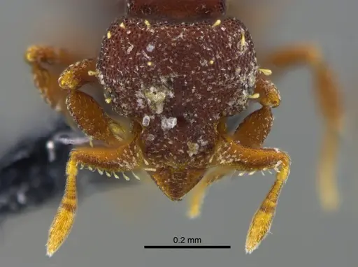 Octostruma balzani specimen CBUMAGENT41992 image cbumagent41992_2