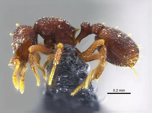 Octostruma balzani specimen CBUMAGENT41992 image cbumagent41992_3