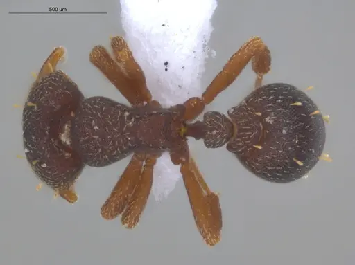 Octostruma balzani specimen ECOFOG-IT14-0299-31 image ecofog-it14-0299-31_1