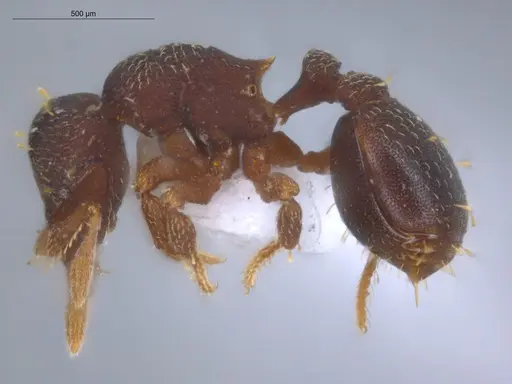 Octostruma balzani specimen ECOFOG-IT14-0299-31 image ecofog-it14-0299-31_3