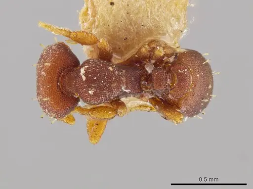 Octostruma balzani specimen MCZ-ENT00022446 image mcz-ent00022446_1